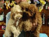 A Scrli̇ Dogal Deprem Uyarisi Toy Poodle