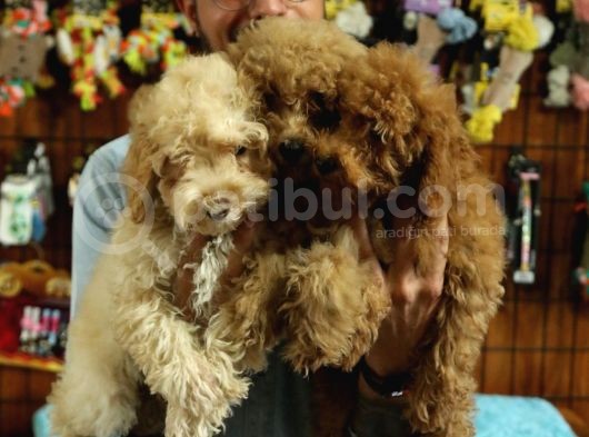 A Scrli̇ Dogal Deprem Uyarisi Toy Poodle görsel
