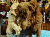 A Scrli̇ Dogal Deprem Uyarisi Toy Poodle