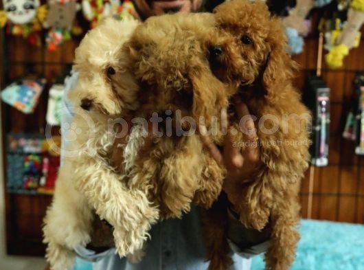 A Scrli̇ Dogal Deprem Uyarisi Toy Poodle görsel