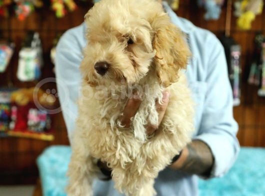 A Scrli̇ Dogal Deprem Uyarisi Toy Poodle görsel