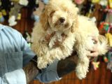 A Scrli̇ Dogal Deprem Uyarisi Toy Poodle