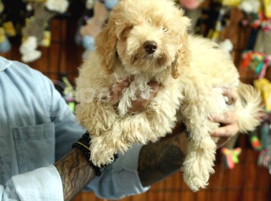 A Scrli̇ Dogal Deprem Uyarisi Toy Poodle görsel