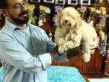 A Scrli̇ Dogal Deprem Uyarisi Toy Poodle