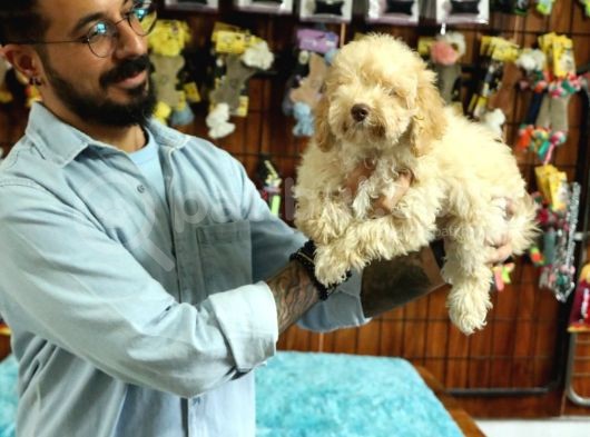 A Scrli̇ Dogal Deprem Uyarisi Toy Poodle görsel