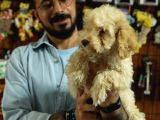 A Scrli̇ Dogal Deprem Uyarisi Toy Poodle