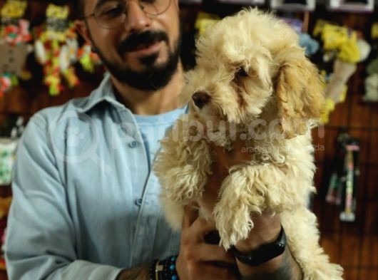 A Scrli̇ Dogal Deprem Uyarisi Toy Poodle görsel