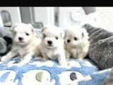 Kore Maltese Bebekler Uygun