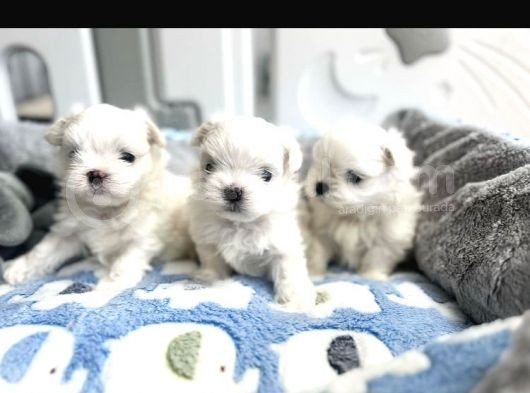 Kore Maltese Bebekler Uygun görsel