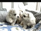 Kore Maltese Bebekler Uygun