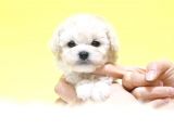 Korean Maltipoo Bebeklerımız Uygun