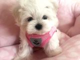 Teacup Morkie Uygun