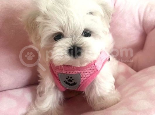 Teacup Morkie Uygun görsel
