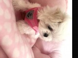 Teacup Morkie Uygun