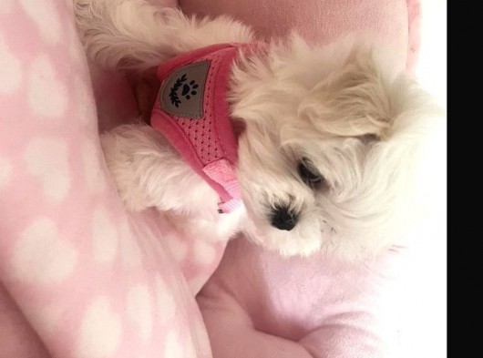 Teacup Morkie Uygun görsel