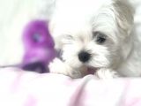 Teacup Morkie Uygun