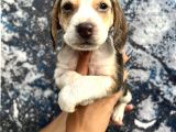 Sevimli Irk Garantili Beagle Yavrular