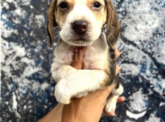 Sevimli Irk Garantili Beagle Yavrular görsel