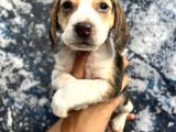 Sevimli Irk Garantili Beagle Yavrular