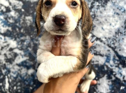 Sevimli Irk Garantili Beagle Yavrular görsel