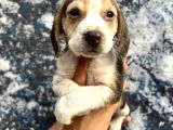 Sevimli Irk Garantili Beagle Yavrular