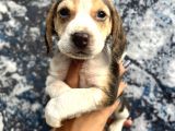 Sevimli Irk Garantili Beagle Yavrular