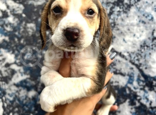 Sevimli Irk Garantili Beagle Yavrular görsel