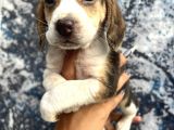 Sevimli Irk Garantili Beagle Yavrular