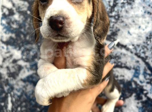 Sevimli Irk Garantili Beagle Yavrular görsel