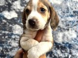 Sevimli ırk Garantili Beagle Yavrular