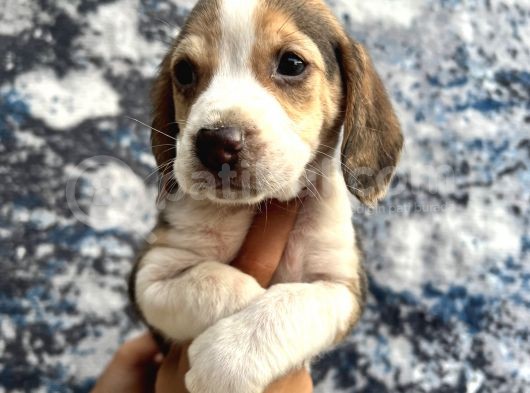 Sevimli Irk Garantili Beagle Yavrular
