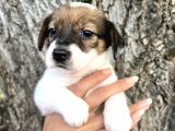 Kısa Bacak Irk Garantili Jack Russel Yavrular