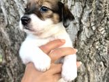 Kısa Bacak Irk Garantili Jack Russel Yavrular