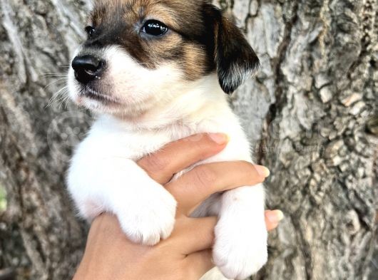 Kısa Bacak Irk Garantili Jack Russel Yavrular görsel