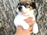 Kısa Bacak Irk Garantili Jack Russel Yavrular
