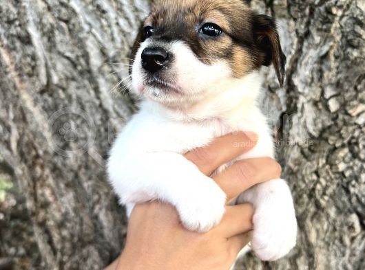 Kısa Bacak Irk Garantili Jack Russel Yavrular görsel