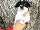 Kısa Bacak Irk Garantili Jack Russel Yavrular