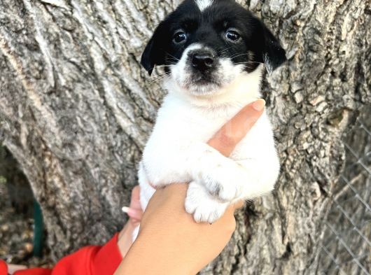 Kısa Bacak Irk Garantili Jack Russel Yavrular görsel