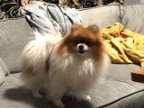 Pomerian Boo Erkek Yavrular