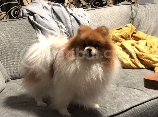 Pomerian Boo Erkek Yavrular görsel