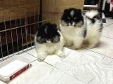 Pomerian Boo Erkek Yavrular