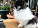 Pomerian Boo Erkek Yavrular