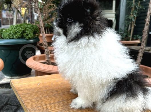 Pomerian Boo Erkek Yavrular