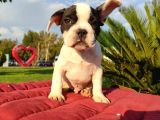 SAFKAN FRENCH BULLDOG YAVRULARI