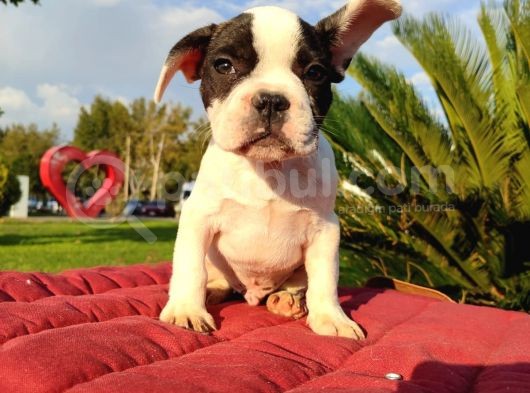 Safkan French Bulldog Yavrulari