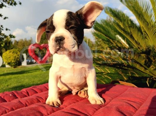 Safkan French Bulldog Yavrulari görsel