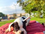 Safkan French Bulldog Yavrulari