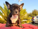 IRK VE SAĞLIK GARANTİLİ FRENCH BULLDOG ERKEK YAVRU