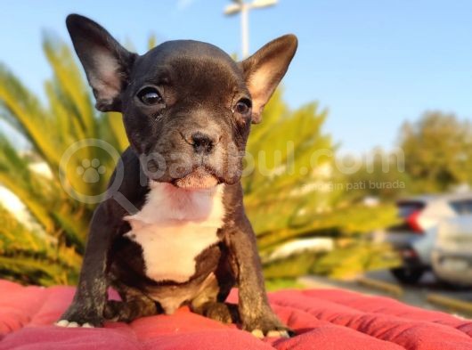 Irk Ve Sağlik Garanti̇li̇ French Bulldog Erkek Yavru