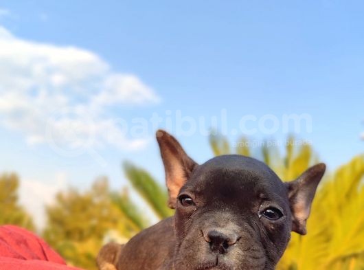 Irk Ve Sağlik Garanti̇li̇ French Bulldog Erkek Yavru görsel